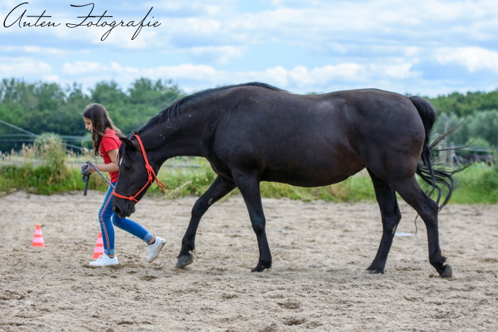 Een meisje loopt en de pony volgt haar. Ze neemt op natuurlijke wijze de leiding.